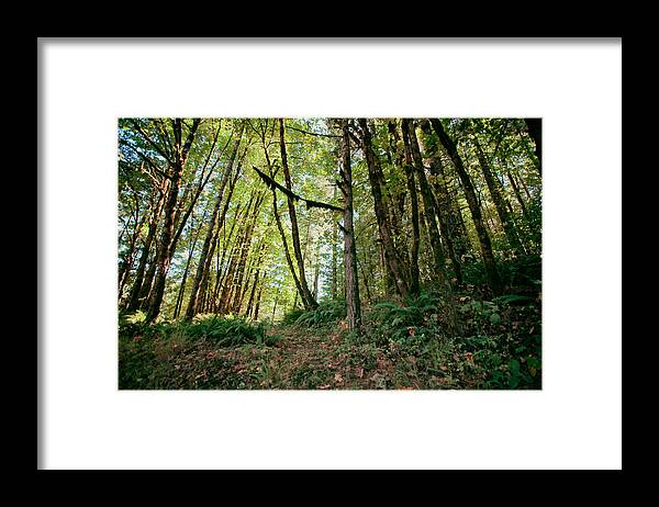 Peaceful Woods Framed Print featuring the photograph Peaceful Woods by Bonnie Bruno