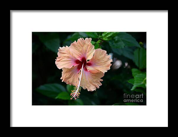 Peach Framed Print featuring the photograph Peach and deep purple hibiscus flower by Imran Ahmed