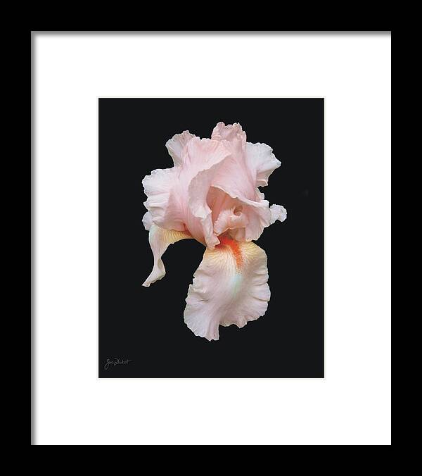 Bearded Iris Framed Print featuring the photograph Peach Bearded Iris by Joe Duket
