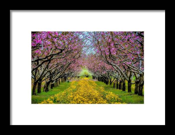 Spring Framed Print featuring the photograph Peach Blossoms Dandelion Carpet by Henry Kowalski