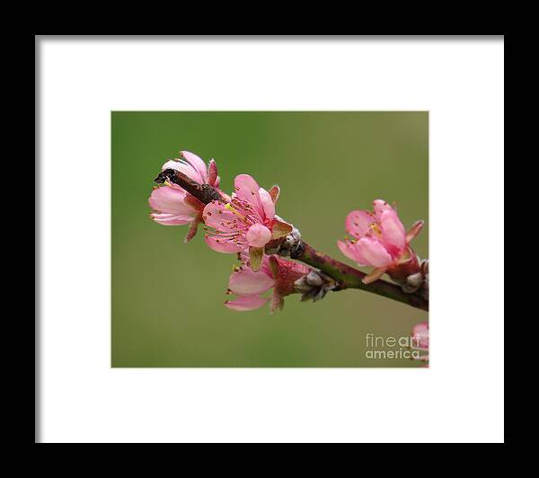 Spring Framed Print featuring the photograph Peach Blossoms II by Lili Feinstein