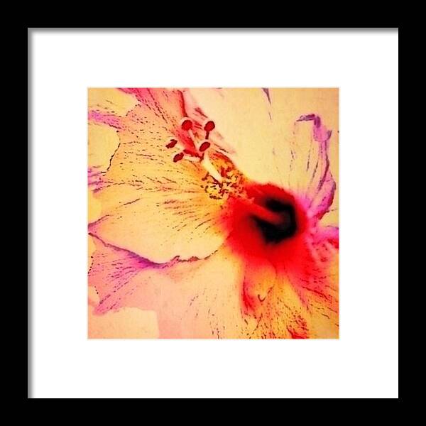 Sharkcrossing Framed Print featuring the digital art S Peach Colored Hibiscus Flower Close Up - Square by Lyn Voytershark