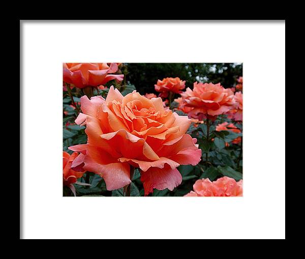 Roses Framed Print featuring the photograph Peach Roses by Rona Black