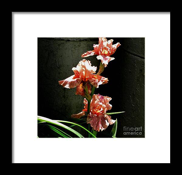 Peach Iris Framed Print featuring the photograph Peach Trio by Marilyn Smith
