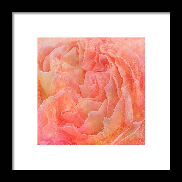 Roses Framed Print featuring the photograph Peachy by Melinda Dreyer