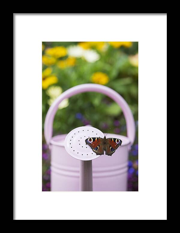 Peacock Butterfly Framed Print featuring the photograph Peacock Butterfly by Tim Gainey