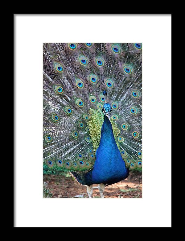 Peacock Framed Print featuring the photograph Peacock by Elizabeth Budd
