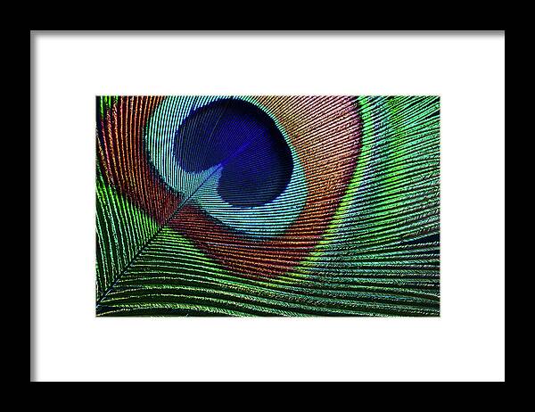 Home Decor Framed Print featuring the photograph Peacock Feather by Ithinksky