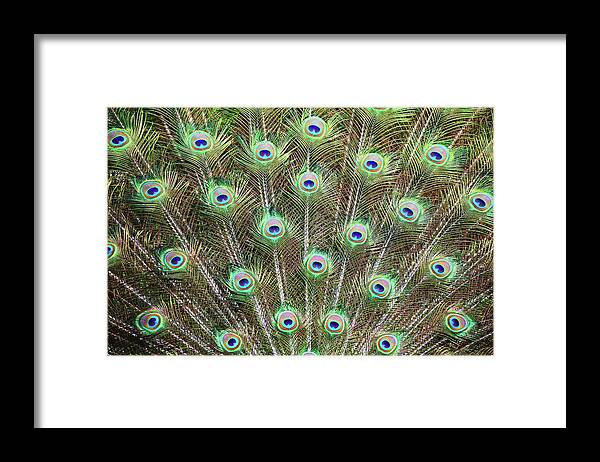 Natural Pattern Framed Print featuring the photograph Peacock Feathers by Daniela Duncan