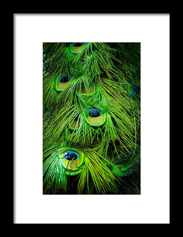 Feathers Framed Print featuring the photograph Peacock Feathers by George Kenhan