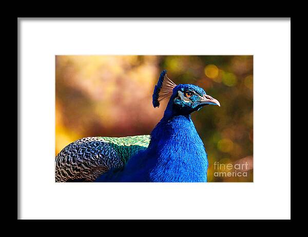 Peacock Framed Print featuring the photograph Peacock In Profile by Mimi Ditchie