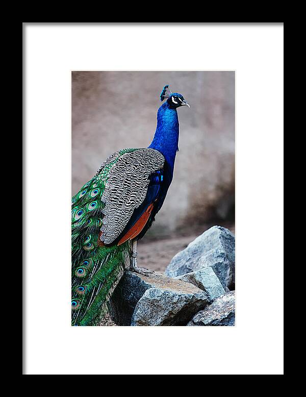 Peacock Framed Print featuring the photograph Peacock - National Bird of India by Photography By Sai