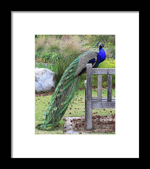 Blue Framed Print featuring the photograph Peacock by Nicholas Burningham