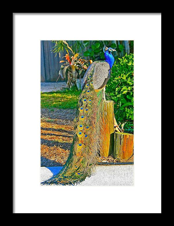 Animal Framed Print featuring the photograph Peacock on the Stump by Joan McArthur