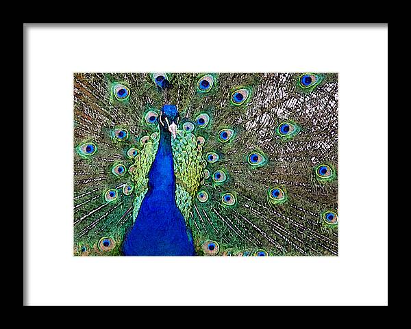 Peacock Framed Print featuring the photograph Peacock by Patricia Bolgosano