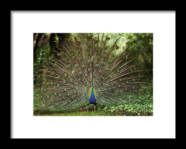 Animal Framed Print featuring the photograph Peacock Pavo Cristatus Displaying by Ron Sanford