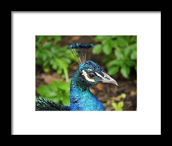 Richard Reeve Framed Print featuring the photograph Peacock - Portrait by Richard Reeve