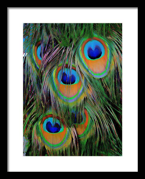 Peacock Feathers Framed Print featuring the digital art Peacock Pride by Anne Sterling