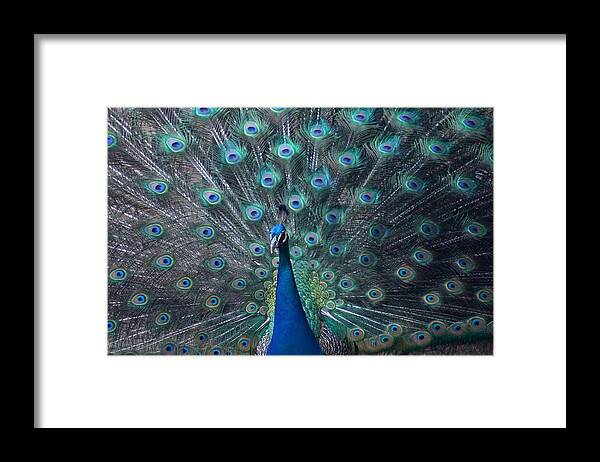 Animal Framed Print featuring the photograph Peacock by Scott Cunningham