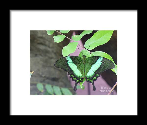 Butterfly Framed Print featuring the photograph Peacock Swallowtail by Lingfai Leung