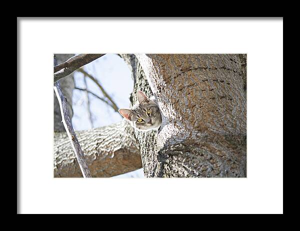 Cat Framed Print featuring the photograph Peaking Cat by Sharon Popek
