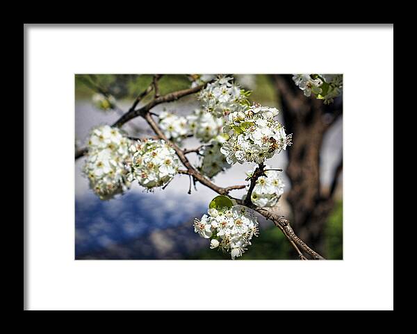 Pear Framed Print featuring the photograph Pear Blossom Pollinator by Cricket Hackmann