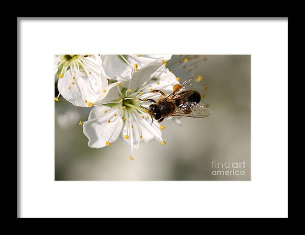 Spring Framed Print featuring the photograph Pear Blossom with bee by Amanda Mohler