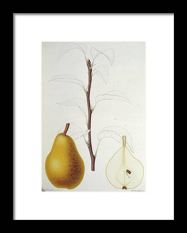 Pear Framed Print featuring the photograph Pear by Natural History Museum, London/science Photo Library