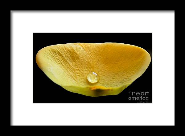 Nature Framed Print featuring the photograph Pearl in a petal by Debbie Portwood