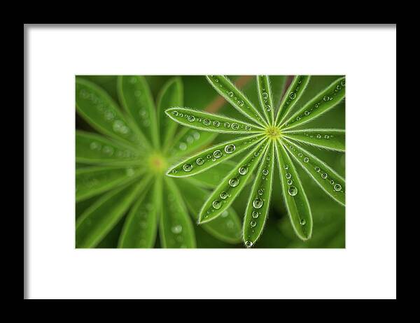 Lupine Framed Print featuring the photograph Pearly Lupine by Joshua Raif