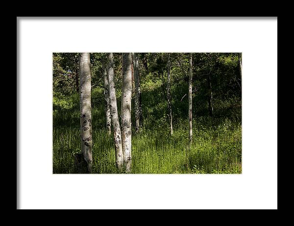 Aspen Framed Print featuring the photograph Pecos Wilderness Aspen - Pecos New Mexico by Brian Harig
