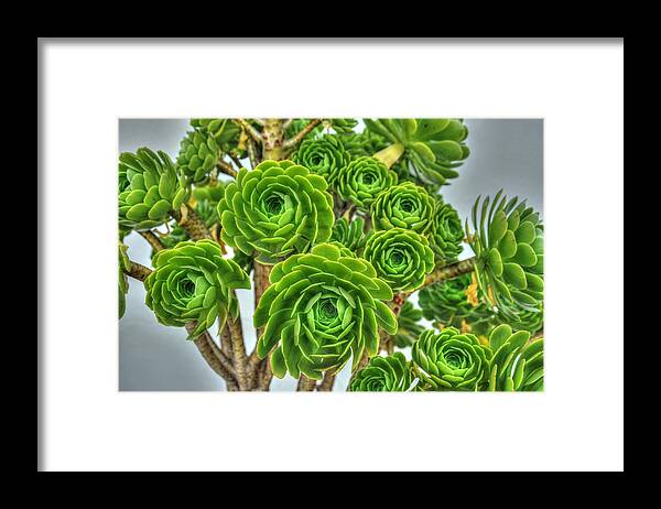 Floral Framed Print featuring the photograph Pedals of Green by Richard Gehlbach