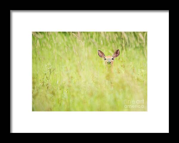 Deer Framed Print featuring the photograph Peek a Boo Deer by Cheryl Baxter