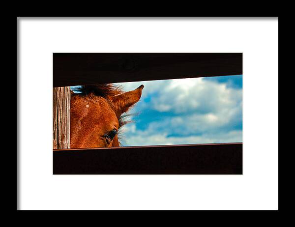 Horse Framed Print featuring the photograph Peek a Boo by John McGraw
