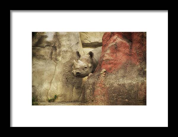 Animals Framed Print featuring the photograph Peek A Boo Rhino by Thomas Woolworth