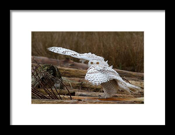 Snowy Owl Framed Print featuring the photograph Peek a Boo by Shari Sommerfeld