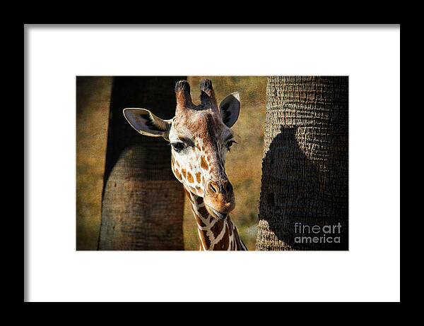 Peekaboo Giraffe Framed Print featuring the photograph Peekaboo Giraffe by Mariola Bitner