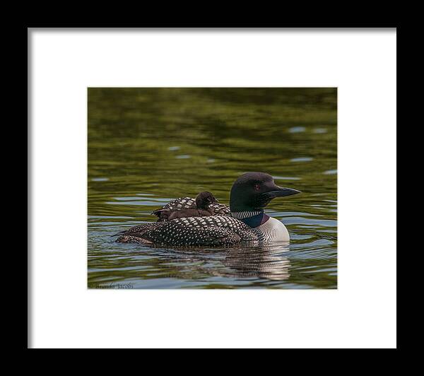 Common Loon Framed Print featuring the photograph Peeking From Under by Brenda Jacobs