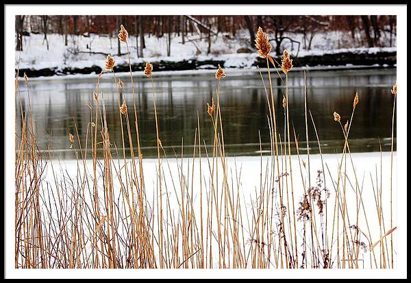 Reeds Framed Print featuring the photograph Peeking Through The Reeds by Judy Palkimas