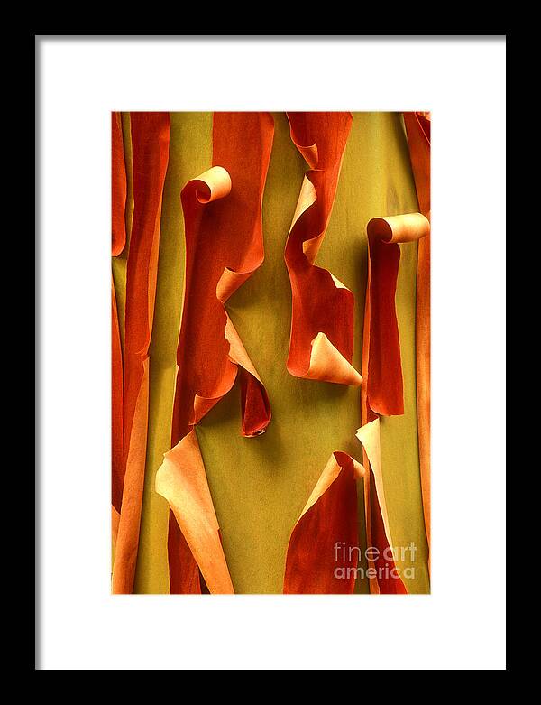 Pacific Madrone Framed Print featuring the photograph Peeling Bark Pacific Madrone Tree Washington by Dave Welling