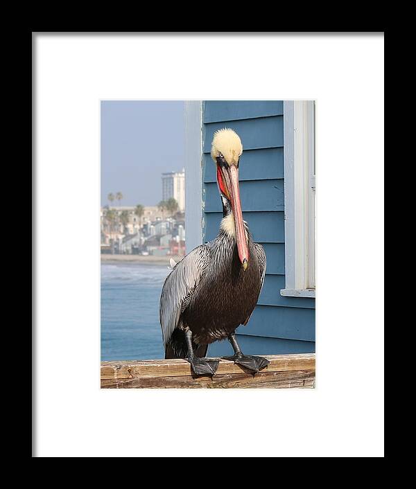 Wild Framed Print featuring the photograph Pelican - 4 by Christy Pooschke
