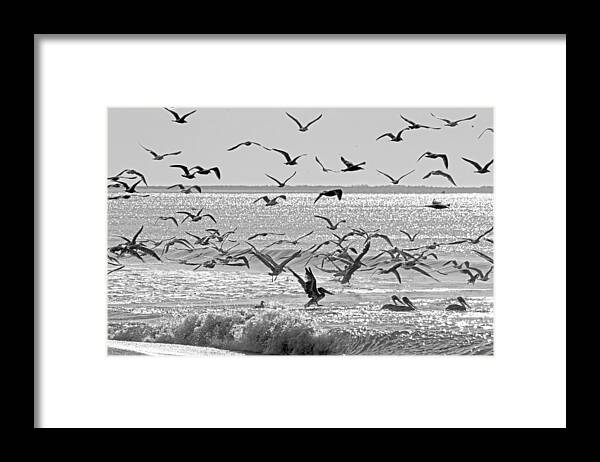 Pelican Framed Print featuring the photograph Pelican Chaos by Betsy Knapp