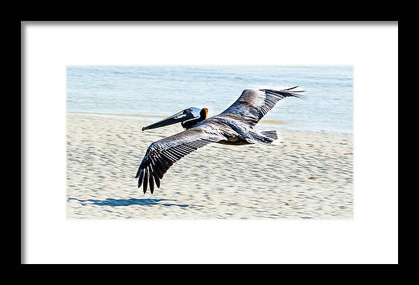Pelican Framed Print featuring the photograph Pelican flying by Tammy Ray