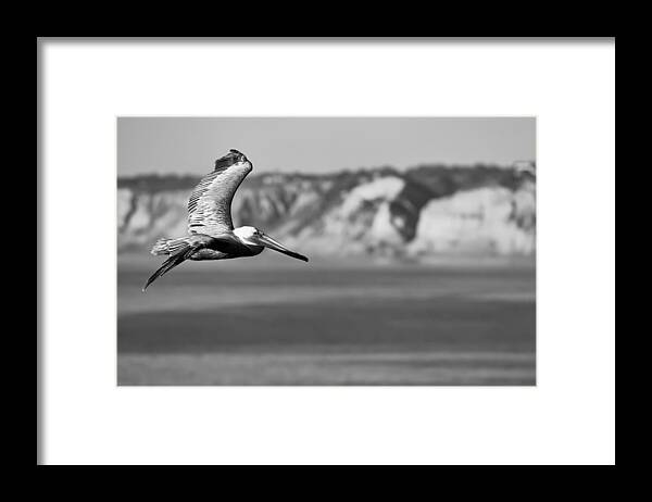 Dusk Framed Print featuring the photograph Pelican in Black and White by Sebastian Musial