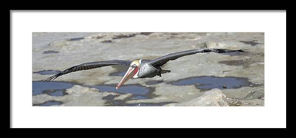 Pelican Framed Print featuring the photograph Pelican in Flight by Dusty Wynne