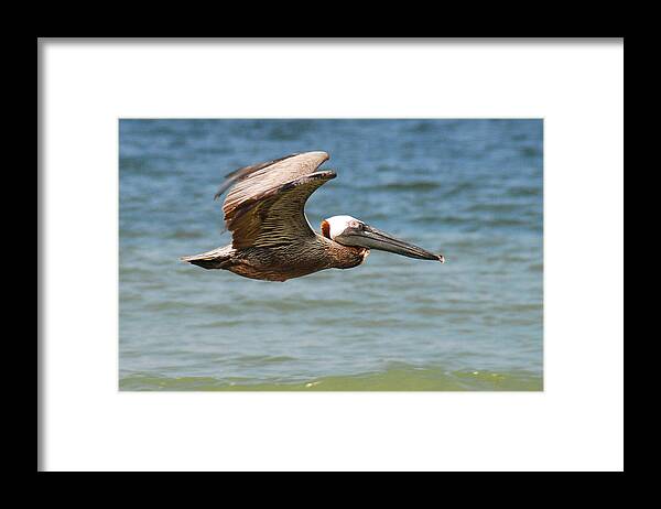 Birds Framed Print featuring the photograph PELICAN IN FLIGHT No.7 by Janice Adomeit