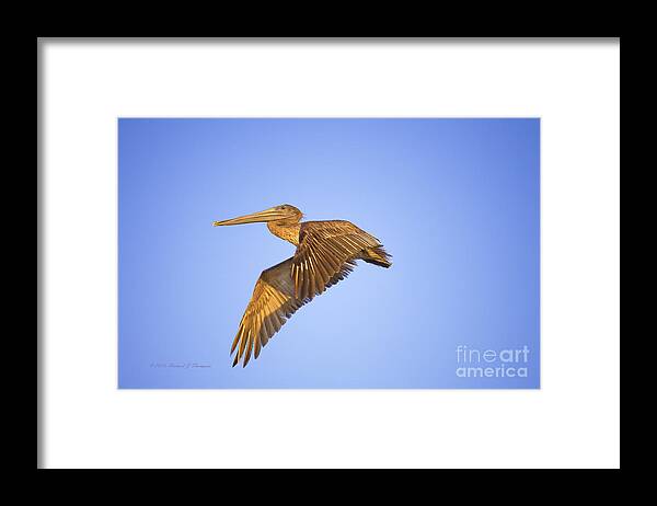 Horizontal Framed Print featuring the photograph Pelican In Flight by Richard J Thompson 