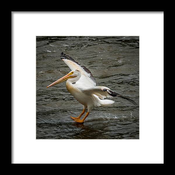 Pelican Framed Print featuring the photograph Pelican Landing by Paul Freidlund