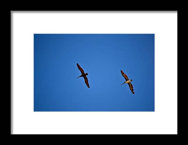 Pelicans Framed Print featuring the photograph Pelican Pair by Tara Potts