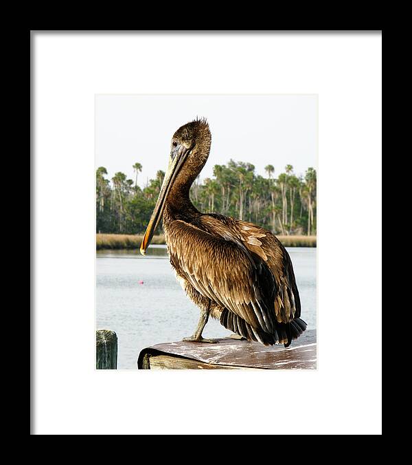 Pelican Framed Print featuring the photograph Pelican by Randi Kuhne